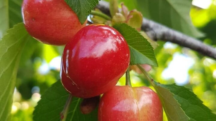 Ciliegie di Puglia, all’ingrosso 1 euro e nei supermercati a 10